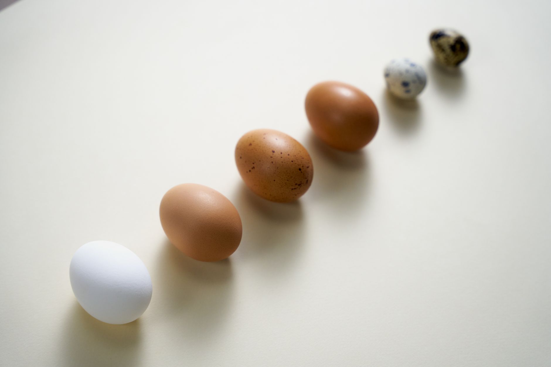 Una colección de huevos de distintos tamaños y colores sobre una superficie clara.